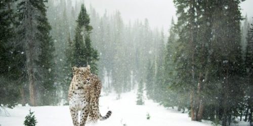 Authentic Power Authentic Power