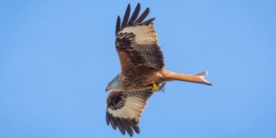 The Red Kites The Red Kites