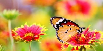 Poetry, Inspiration, Irony and Updates