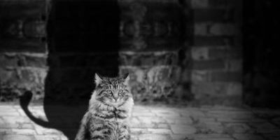 Self-belief is one of the main reason why you’ll end up pursuing your goals and even becoming successful at them Self-belief is one of the main reason why you’ll end up pursuing your goals and even becoming successful at them