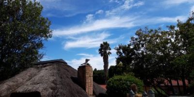 African Blue African Blue