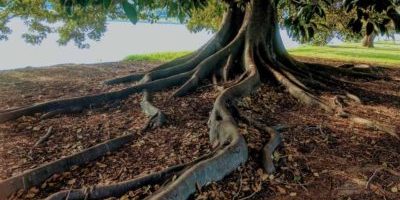 What does going back to your roots actually mean?