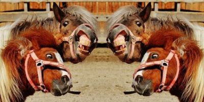 Funny things that expatriates go through when learning a language Funny things that expatriates go through when learning a language