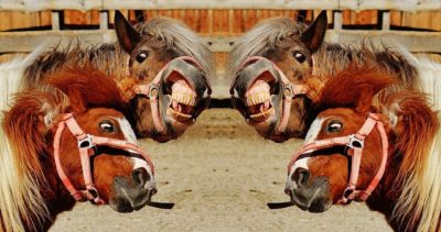 Funny things that expatriates go through when learning a language Funny things that expatriates go through when learning a language