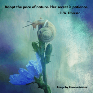 Adopt the pace of nature. Her secret is patience.