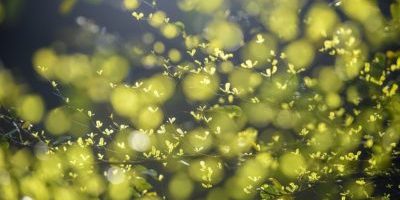 Forced lockdown, the planet demands healing Forced lockdown, the planet demands healing