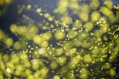 Forced lockdown, the planet demands healing Forced lockdown, the planet demands healing