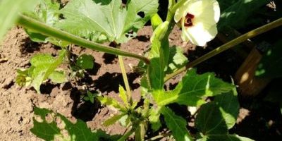 How come love is so indifferent to a plant or tree?