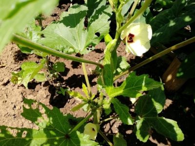 How come love is so indifferent to a plant or tree?