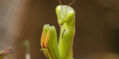 Why do most plants, humans and animals shedmoult A philosophical answer, not the obvious Why do most plants, humans and animals shedmoult A philosophical answer, not the obvious