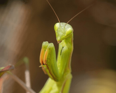 Why do most plants, humans and animals shedmoult A philosophical answer, not the obvious