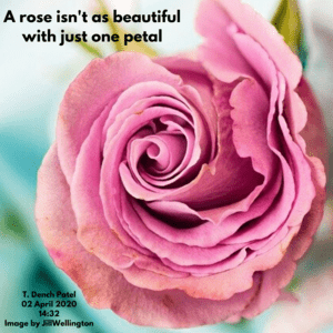 A rose isn't beautiful because of one petal