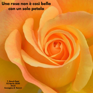 Una rosa non è così bella con un solo petalo