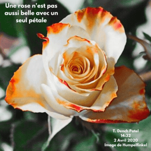 Une rose n'est pas aussi belle avec un seul pétale