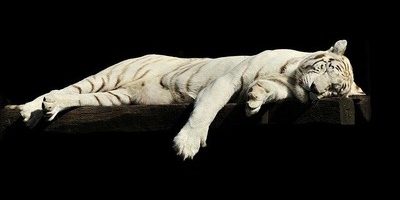 Have you ever had that moment in your life where you just wanted to sleep almost all the time