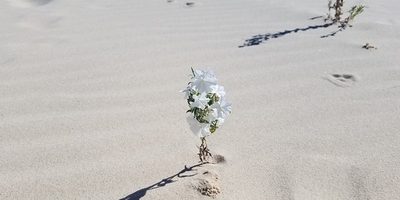 The frequency of words – Using empowering language The frequency of words – Using empowering language