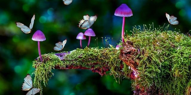 Poetry, Inspiration and Irony