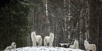 Your reputation, individuality, and authentic self can only take off once you let the ideas and, in some cases, the control of the pack on you go Your reputation, individuality, and authentic self can only take off once you let the ideas and, in some cases, the control of the pack on you go