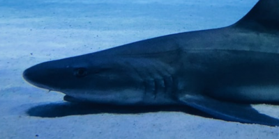 The fish that left the pond The fish that left the pond