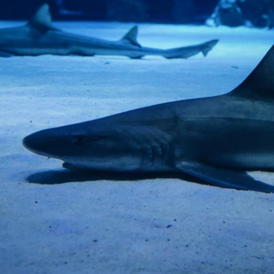 The fish that left the pond The fish that left the pond