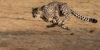 Who are you gonna be – Michelle Obama Who are you gonna be – Michelle Obama